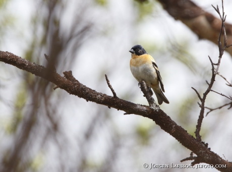 Brambling Fringilla montifringilla