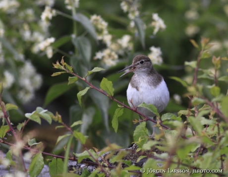 Comon Sandpiper Actitis hypoleucos