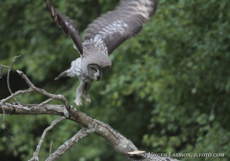 Great Grey Owl  Strix nebulosa Stockholm Sweden