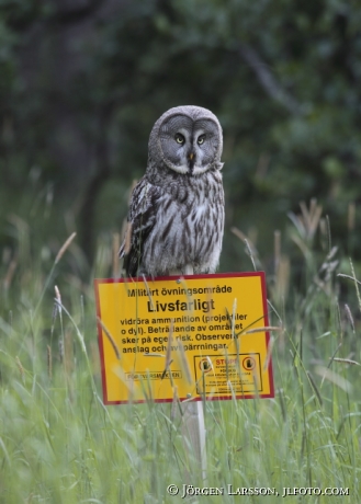 Great Grey Owl  Strix nebulosa Stockholm Sweden