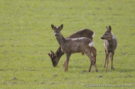 Roedeer 