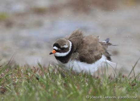 Common Ringed Plover Charadrius hiaticula Sweden