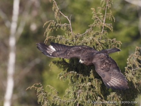 Common Buzzard Buteo buteo 