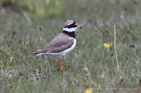 Common Ringed Plover Charadrius hiaticula Sweden