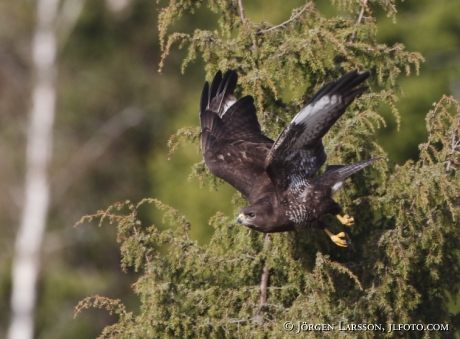 Common Buzzard Buteo buteo 