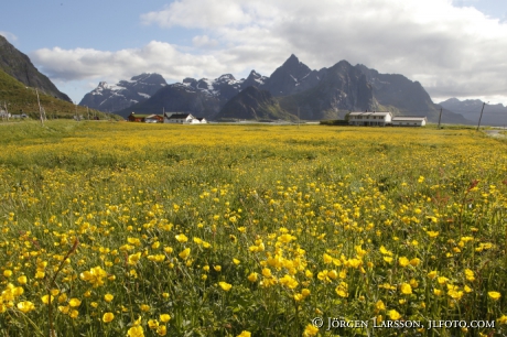 Meadows