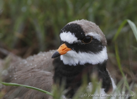 Common Ringed Plover Charadrius hiaticula Sweden