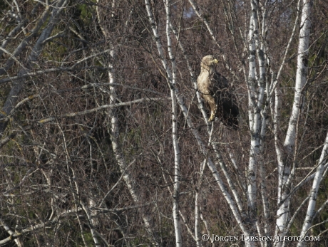 White tailed eagle  Haliaeetus albicilla