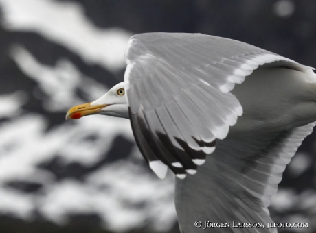 Herring Gull Larus argentatus