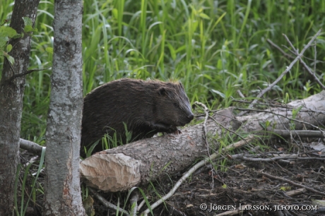 Beaver Sodermanland Sweden