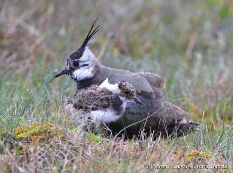 Northern Lapwing Vanellus vanellus Öland Sweden