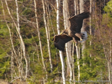 White tailed eagle  Haliaeetus albicilla