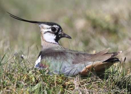 Northern Lapwing Vanellus vanellus Öland Sweden