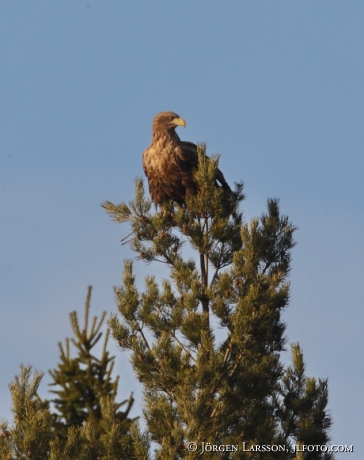 White tailed eagle  Haliaeetus albicilla