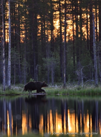 Brown Bear Ursus arctos Kuhmo Finland