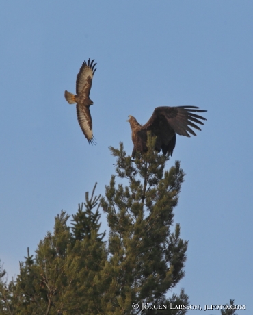 Common Buzzard Buteo buteo White tailed eagle