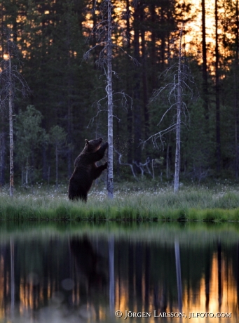 Brown Bear Ursus arctos Kuhmo Finland