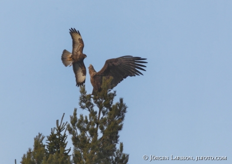 Common Buzzard Buteo buteo White tailed eagle