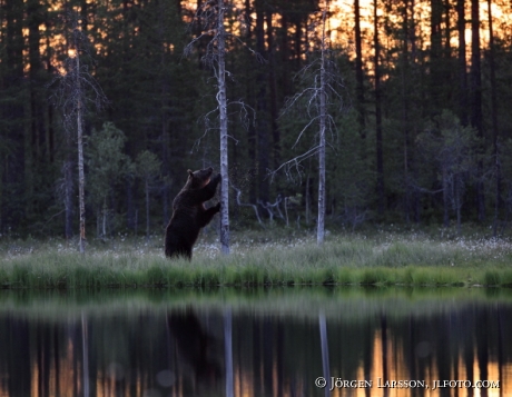 Brown Bear Ursus arctos Kuhmo Finland