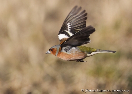 Common chaffinch Fringila coelebs 