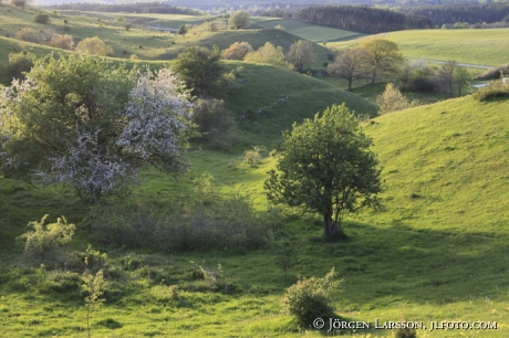 Brösraps backar Österlen Skåne Sverige