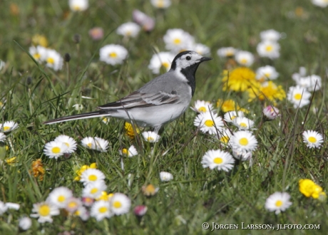 White Wagtail Motacilla alba Öland Sweden