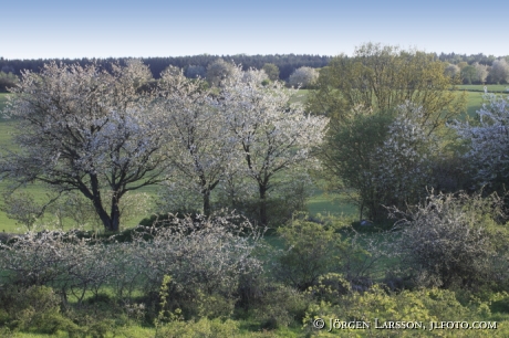 Brösraps backar Österlen Skåne Sverige