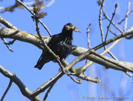 Common Starling Sturnus vulgaris Öland Sweden