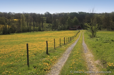 Österlen Skåne Sverige