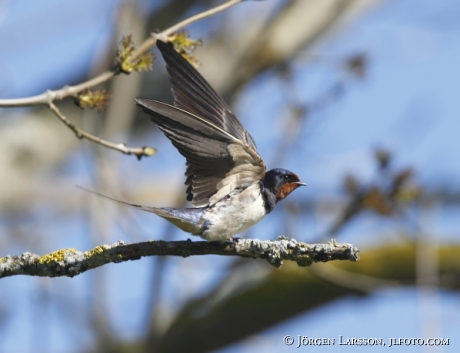 Barn Swallow Hirundo rustica  Öland Sweden