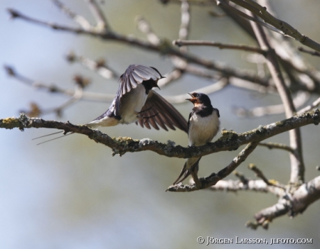 Barn Swallow Hirundo rustica  Öland Sweden