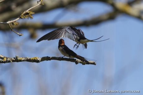 Barn Swallow Hirundo rustica  Öland Sweden