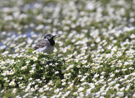 White Wagtail Motacilla alba Öland Sweden