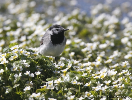 White Wagtail Motacilla alba Öland Sweden