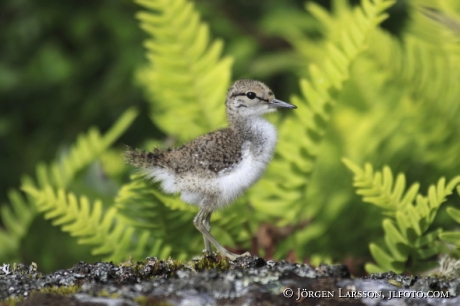 Comon Sandpiper Actitis hypoleucos