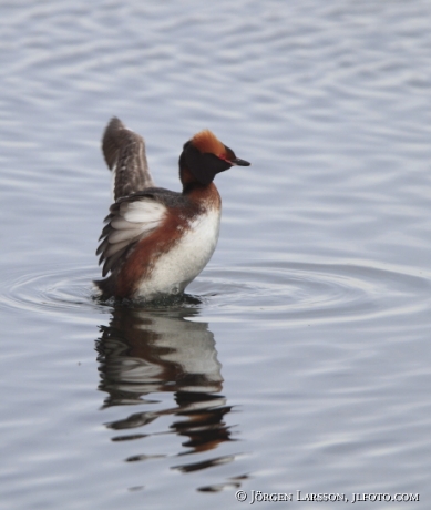 Slavonian Grebe Podiceps auritus