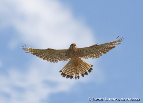 common kestrel Falco tinnunculus