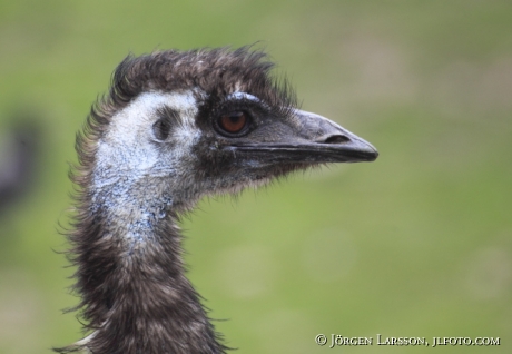 Emu Dromaius novaehollandiae