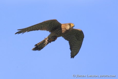 common kestrel Falco tinnunculus