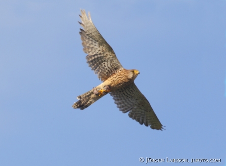 common kestrel Falco tinnunculus