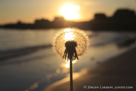 Dandelion Beach Mountains