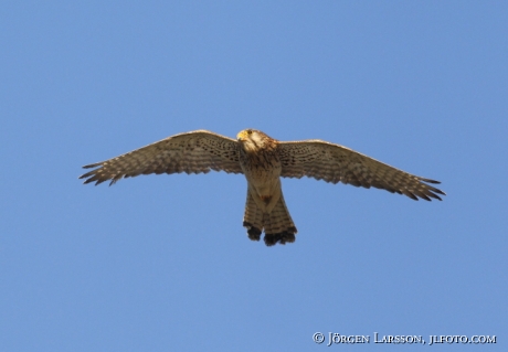 common kestrel Falco tinnunculus