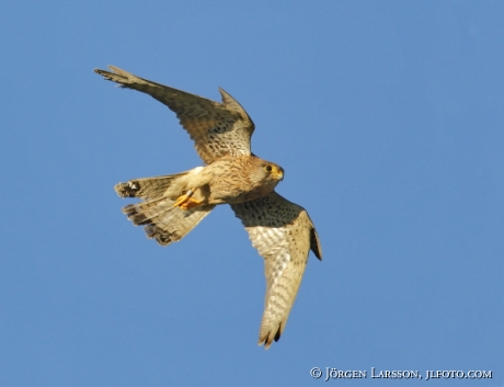 common kestrel Falco tinnunculus