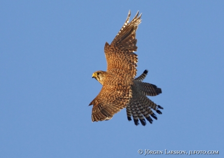 common kestrel Falco tinnunculus