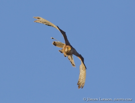 common kestrel Falco tinnunculus