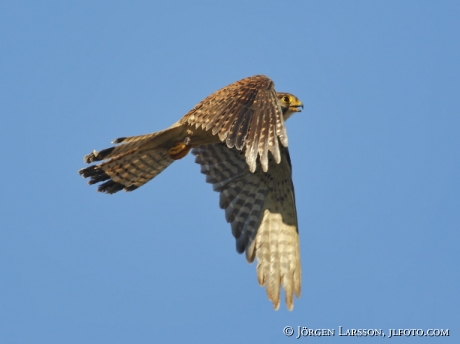 common kestrel Falco tinnunculus