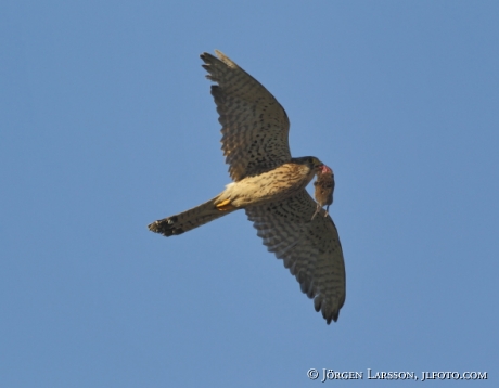 common kestrel Falco tinnunculus