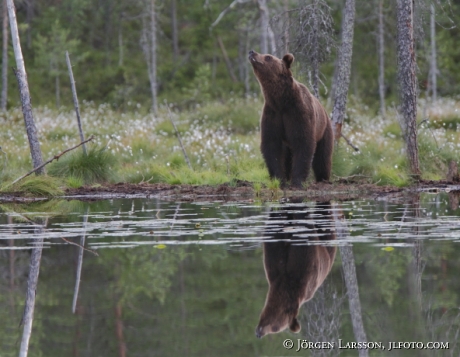 Brown Bear Ursus arctos Kuhmo Finland