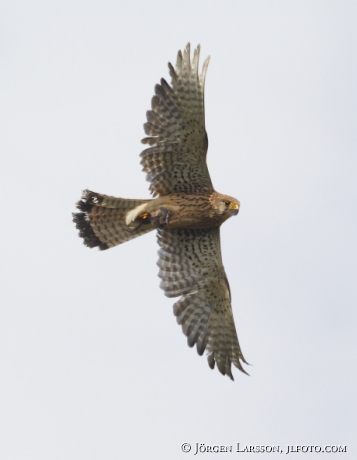 common kestrel Falco tinnunculus