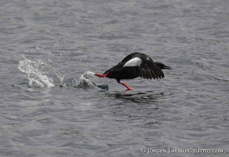 Tobisgrissla Ceppus grylla 